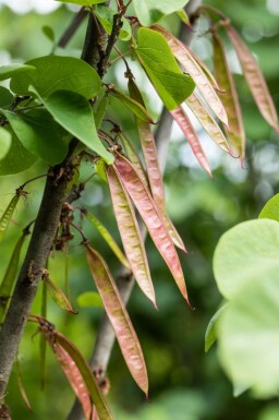 Judasbaum Cercis siliquastrum strauch Cercis siliquastrum Strauch