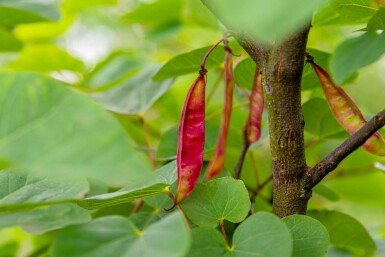 Judasbaum Cercis siliquastrum strauch Cercis siliquastrum Strauch