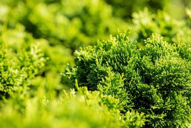 Japanische zypresse Chamaecyparis obtusa 'Nana Gracilis' strauch Chamaecyparis obtusa 'Nana Gracilis' Strauch