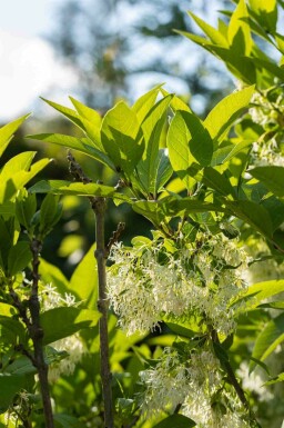Fransenbaum Chionanthus virginicus strauch Chionanthus virginicus Strauch