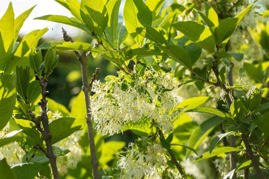 Fransenbaum Chionanthus virginicus strauch Chionanthus virginicus Strauch