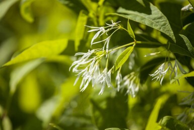 Fransenbaum Chionanthus virginicus strauch Chionanthus virginicus Strauch