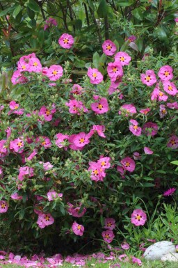 Lila zistrose Cistus purpureus strauch Cistus purpureus Strauch