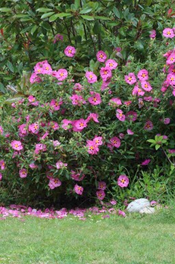 Lila zistrose Cistus purpureus strauch Cistus purpureus Strauch
