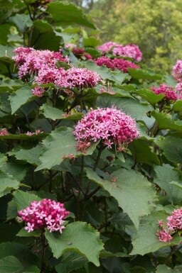 Losbaum Clerodendrum bungei strauch Clerodendrum bungei Strauch