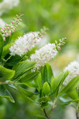 Süßpfefferstrauch Clethra alnifolia strauch Clethra alnifolia Strauch