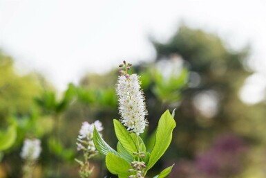 Süßpfefferstrauch Clethra alnifolia strauch Clethra alnifolia Strauch