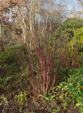 Weißer hartriegel Cornus alba 'Kesselringii' strauch Cornus alba 'Kesselringii' Strauch