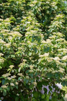 Wechselblättriger hartriegel Cornus alternifolia strauch Cornus alternifolia Strauch