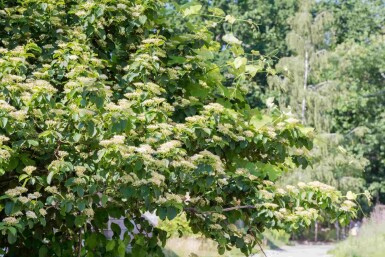 Wechselblättriger hartriegel Cornus alternifolia strauch Cornus alternifolia Strauch