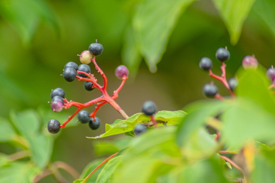 Pagoden-Hartriegel Cornus controversa 'Pagoda' strauch Cornus controversa 'Pagoda' Strauch