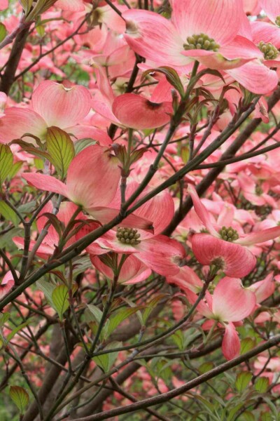 Amerikanischer hartriegel Cornus florida 'Cherokee Chief' strauch Cornus florida 'Cherokee Chief' Strauch