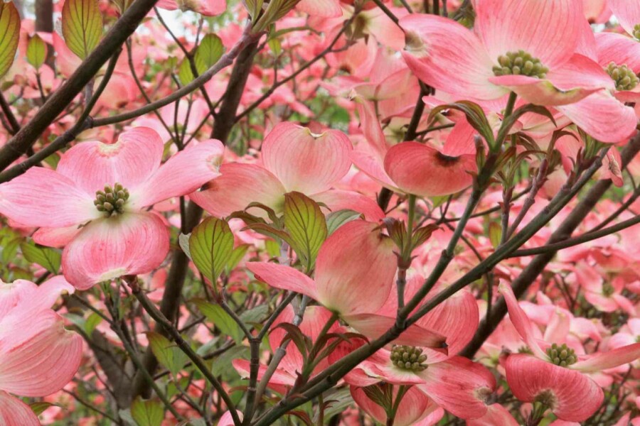 Amerikanischer hartriegel Cornus florida 'Cherokee Chief' strauch Cornus florida 'Cherokee Chief' Strauch