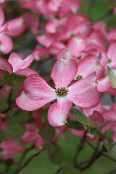 Amerikanischer blumenhartriegel Cornus florida 'Rubra' strauch Cornus florida 'Rubra' Strauch