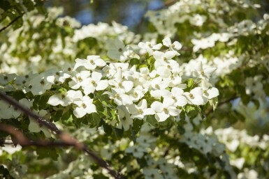 Chinesische Kornelkirsche Cornus kousa chinensis strauch 60-80 C5 Cornus kousa chinensis Strauch 60-80 cm