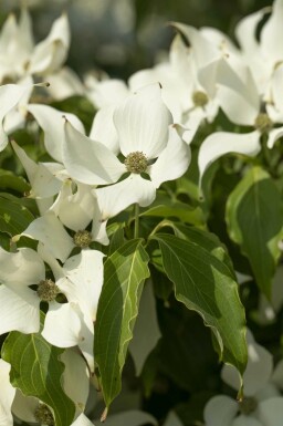 Chinesischer Blumen-Hartriegel Cornus kousa 'Milky Way' strauch Cornus kousa 'Milky Way' Strauch
