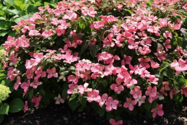 Cornus kousa 'Satomi Compact' Strauch