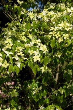 Chinesischer Blumen-Hartriegel Cornus kousa 'Schmetterling' strauch Cornus kousa 'Schmetterling' Strauch