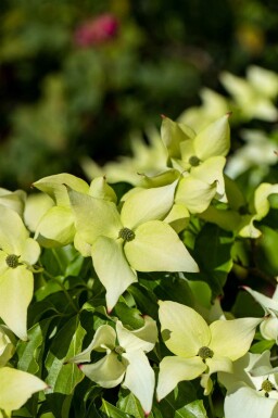 Chinesischer Blumen-Hartriegel Cornus kousa 'Schmetterling' strauch Cornus kousa 'Schmetterling' Strauch