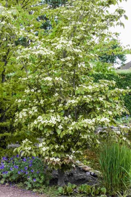 Japanischer hartriegel Cornus kousa 'Teutonia' strauch Cornus kousa 'Teutonia' Strauch