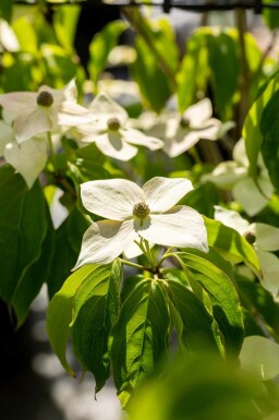 Japanischer hartriegel Cornus kousa 'Teutonia' strauch Cornus kousa 'Teutonia' Strauch