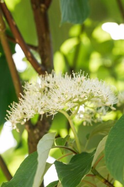 Gelber hartriegel Cornus sericea 'Flaviramea' strauch Cornus sericea 'Flaviramea' Strauch
