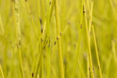 Gelber hartriegel Cornus sericea 'Flaviramea' strauch Cornus sericea 'Flaviramea' Strauch
