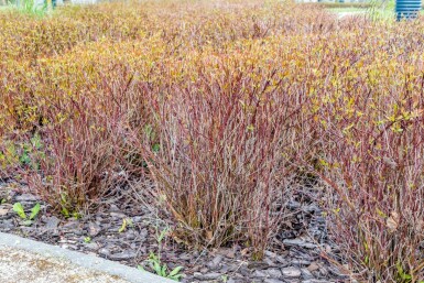 Roter hartriegel Cornus sericea 'Kelseyi' strauch Cornus sericea 'Kelseyi' Strauch