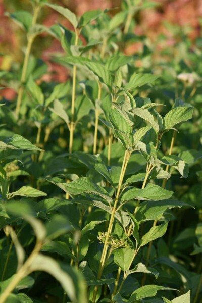 Gelber hartriegel Cornus stolonifera 'Flaviramea' strauch Cornus stolonifera 'Flaviramea' Strauch