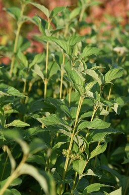 Gelber hartriegel Cornus stolonifera 'Flaviramea' strauch Cornus stolonifera 'Flaviramea' Strauch
