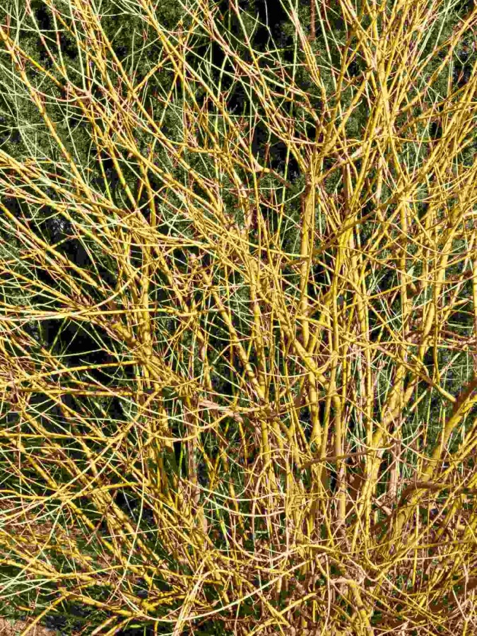 Gelber hartriegel Cornus stolonifera 'Flaviramea' strauch Cornus stolonifera 'Flaviramea' Strauch