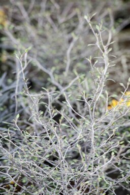 Zickzackstrauch Corokia cotoneaster strauch Corokia cotoneaster Strauch