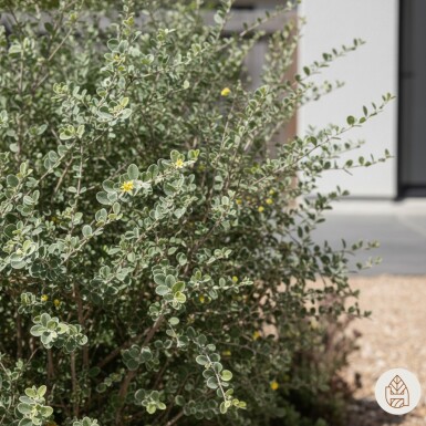 Corokia cotoneaster Strauch