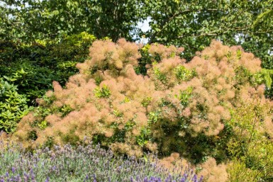Rauchstrauch Cotinus coggygria strauch Cotinus coggygria Strauch