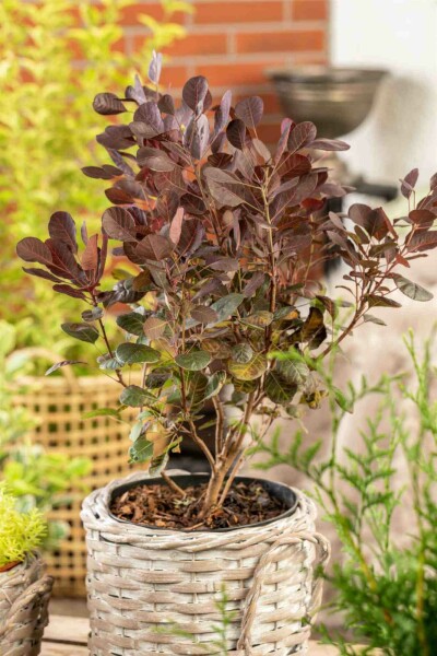 Perückenstrauch Cotinus coggygria 'Lilla' strauch Cotinus coggygria 'Lilla' Strauch