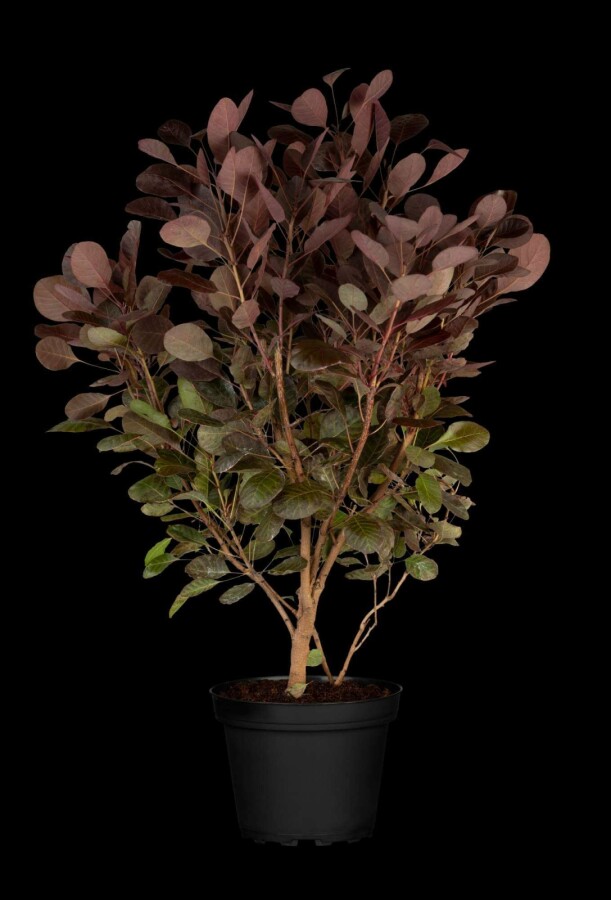 Perückenstrauch Cotinus coggygria 'Lilla' strauch Cotinus coggygria 'Lilla' Strauch