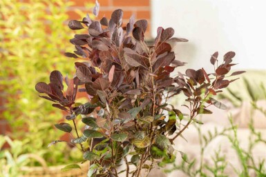 Perückenstrauch Cotinus coggygria 'Lilla' strauch Cotinus coggygria 'Lilla' Strauch