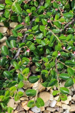 Teppichmispel Cotoneaster dammeri 'Major' strauch Cotoneaster dammeri 'Major' Strauch
