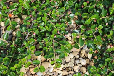 Teppichmispel Cotoneaster dammeri 'Major' strauch Cotoneaster dammeri 'Major' Strauch