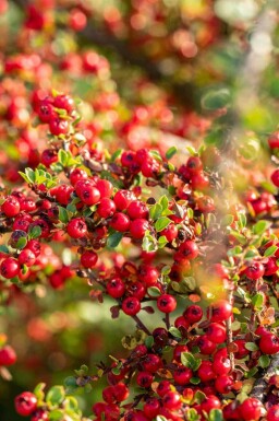 Zwergmispel Cotoneaster horizontalis strauch Cotoneaster horizontalis Strauch