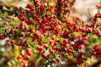 Zwergmispel Cotoneaster horizontalis strauch Cotoneaster horizontalis Strauch