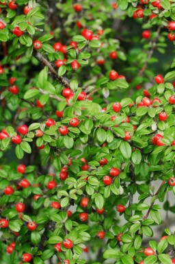 Zwergmispel Cotoneaster suecicus 'Coral Beauty' strauch Cotoneaster suecicus 'Coral Beauty' Strauch