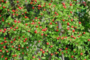 Zwergmispel Cotoneaster suecicus 'Coral Beauty' strauch Cotoneaster suecicus 'Coral Beauty' Strauch