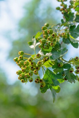 Weißdorn Crataegus monogyna strauch Crataegus monogyna Strauch