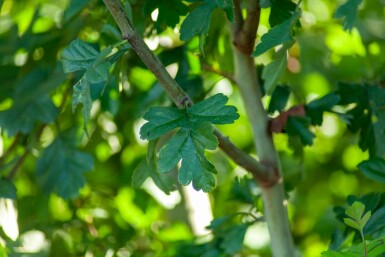 Weißdorn Crataegus monogyna strauch Crataegus monogyna Strauch