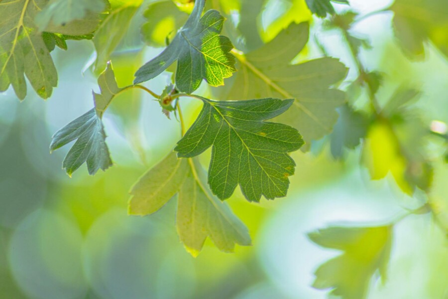 Weißdorn Crataegus monogyna Strauch 60-80 C2 Crataegus monogyna Strauch 60-80 cm