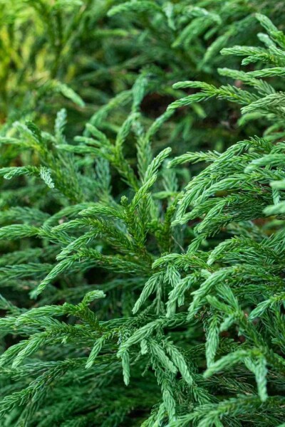 Japanische sicheltanne Cryptomeria japonica 'Globosa Nana' strauch Cryptomeria japonica 'Globosa Nana' Strauch