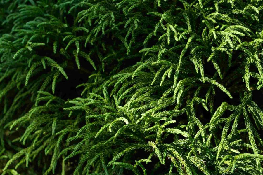 Japanische sicheltanne Cryptomeria japonica 'Globosa Nana' strauch Cryptomeria japonica 'Globosa Nana' Strauch