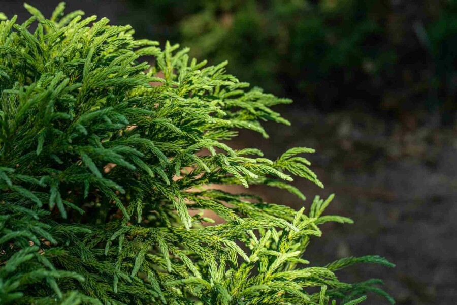 Japanische sicheltanne Cryptomeria japonica 'Globosa Nana' strauch Cryptomeria japonica 'Globosa Nana' Strauch