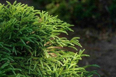 Japanische sicheltanne Cryptomeria japonica 'Globosa Nana' strauch Cryptomeria japonica 'Globosa Nana' Strauch